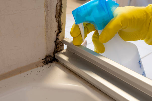 Best Attic Mold Removal  in North Catasauqua, PA
