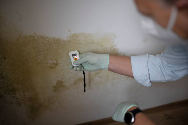 Professional Mold Removal in North Catasauqua, PA