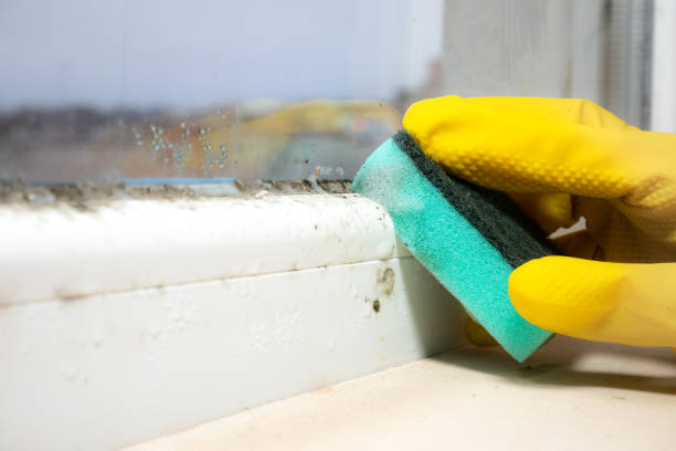 Best Fast Mold Removal  in North Catasauqua, PA