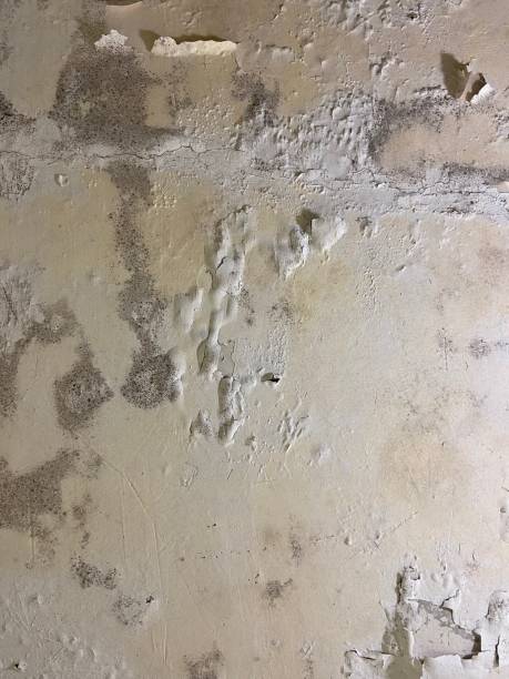 Attic Mold Removal in North Catasauqua, PA
