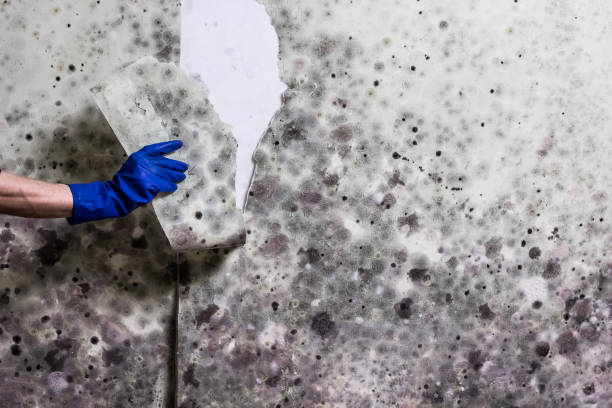 Best Emergency Mold Removal  in North Catasauqua, PA
