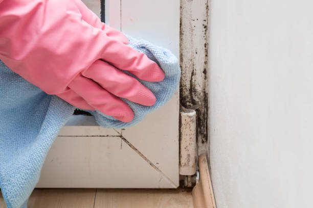 Best Crawl Space Mold Removal  in North Catasauqua, PA